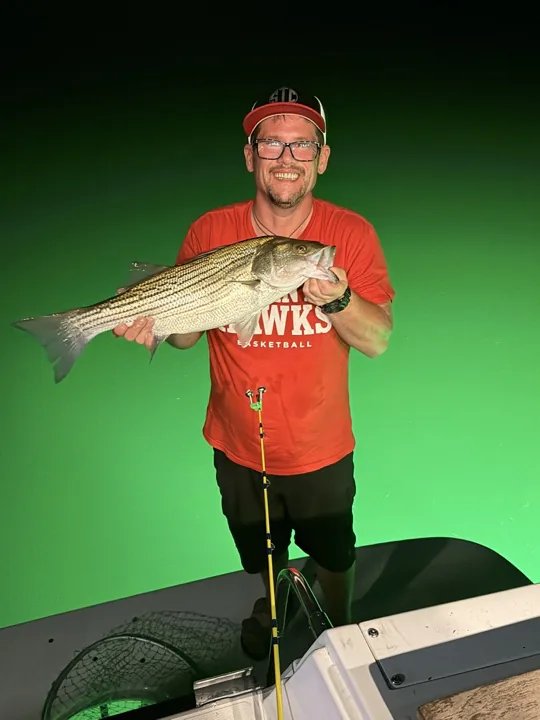 A Lake Lanier striped bass held on the boat